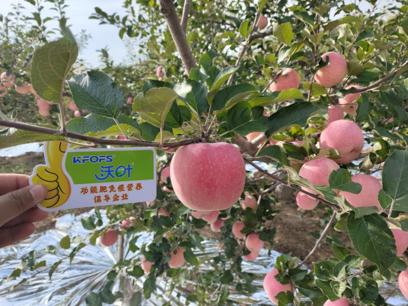 微生物肥料-苹果用沃叶水溶肥效果.png