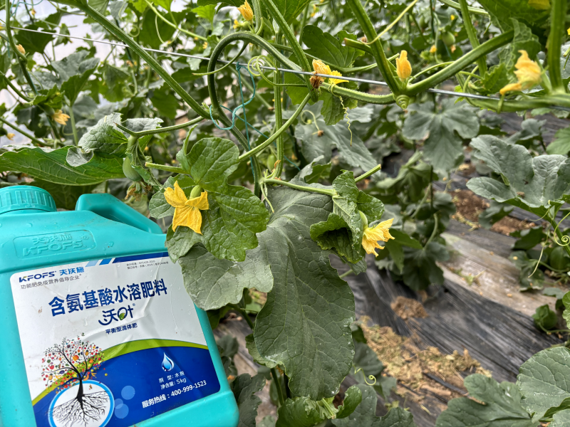 甜瓜施什么肥料最好-甜瓜用沃叶水溶肥效果、.png