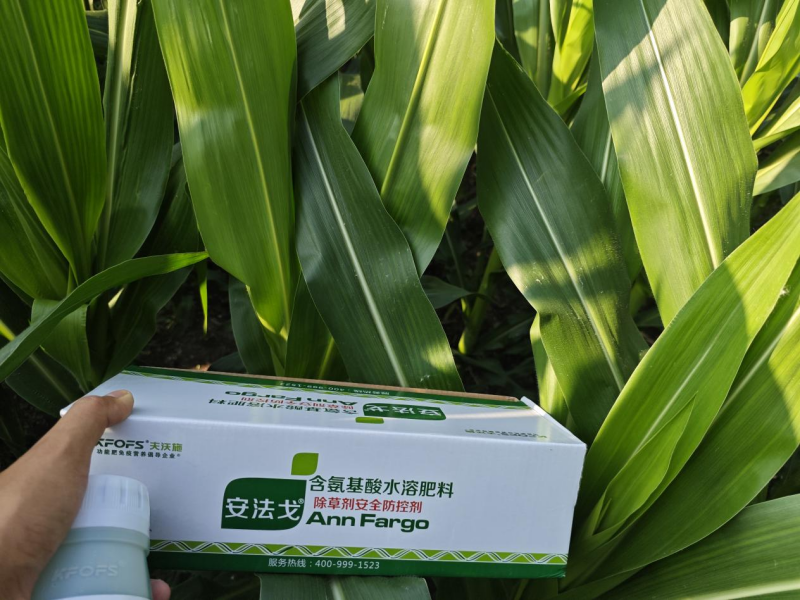 除草剂药害如何解决和预防-玉米用安法戈效果.png