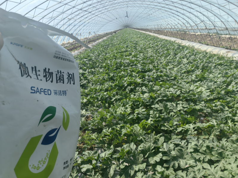微生物菌剂有哪些？
