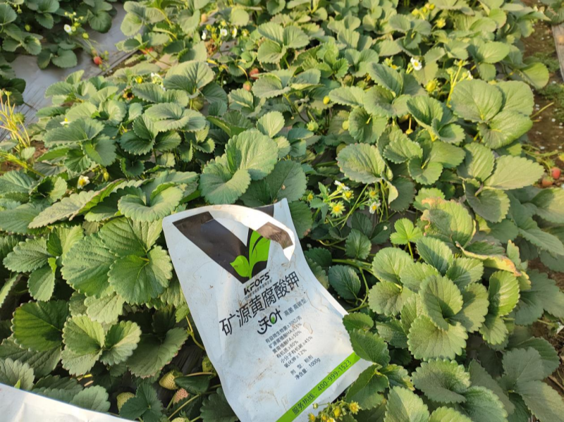 草莓施肥用什么肥料好—草莓用沃叶水溶肥效果2.png 草莓施肥用什么肥料好—草莓用沃叶水溶肥效果2.png