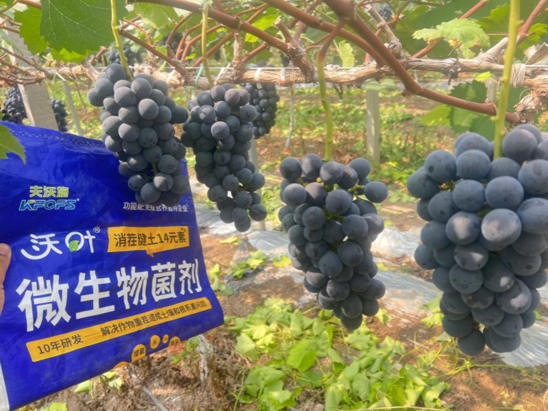 果树秋施肥是金,科学施用底肥,解决土壤根系顽疾 果树秋施肥是金,科学施用底肥,解决土壤根系顽疾