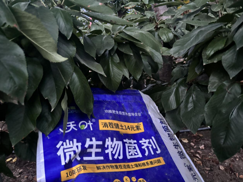 果树秋施肥-樱桃用沃叶消茬健土14元素效果.png 果树秋施肥-樱桃用沃叶消茬健土14元素效果.png