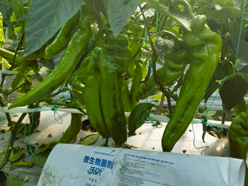 种辣椒用什么肥料比较好