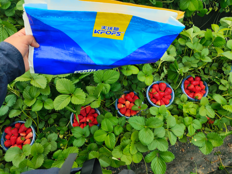 草莓各个时期的施肥方案