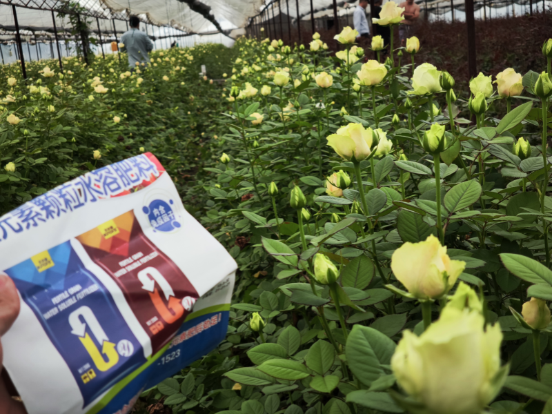 玫瑰花施什么肥比较好