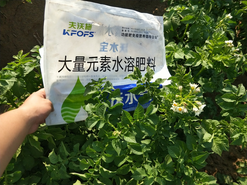 土豆用什么水溶肥高产 土豆用什么水溶肥高产