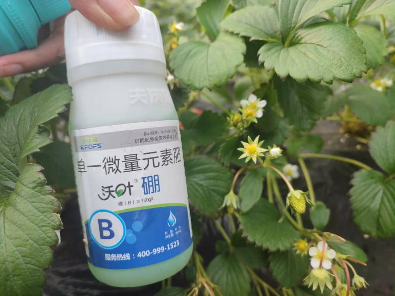 草莓施肥用什么肥料好-草莓用沃叶水溶肥效果.png