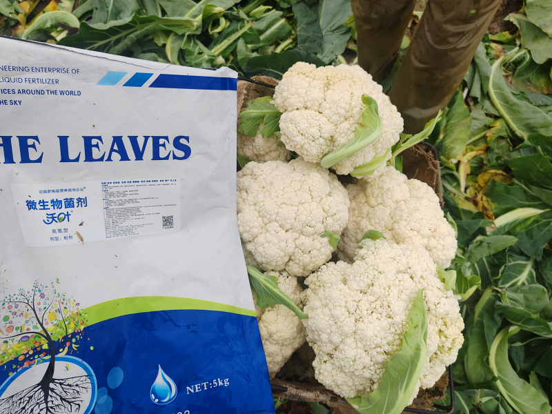 微生物菌肥的作用与使用方法