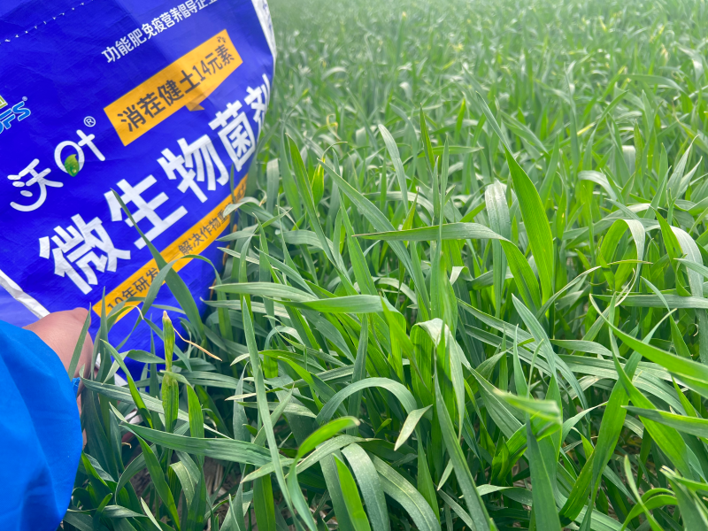 小麦如何防冻修复冻害