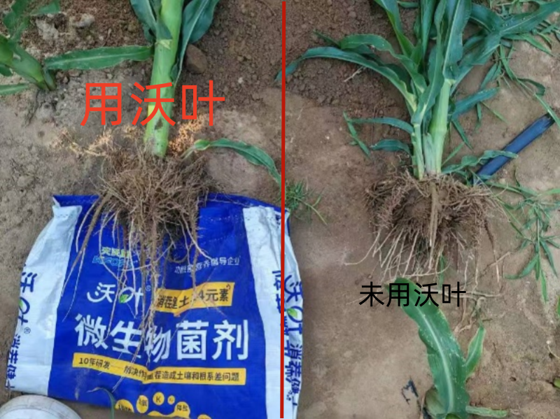 微生物菌剂怎么使用-玉米用沃叶消茬健土14元素对比效果.png