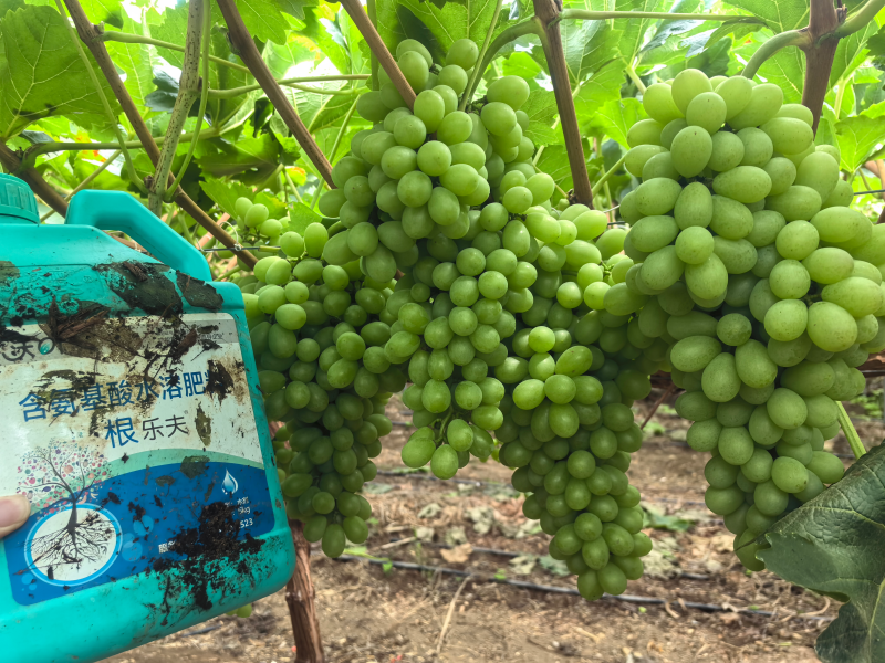 葡萄的种植方法和技术