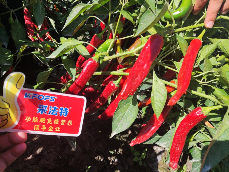 生根剂的使用方法 生根剂的使用方法