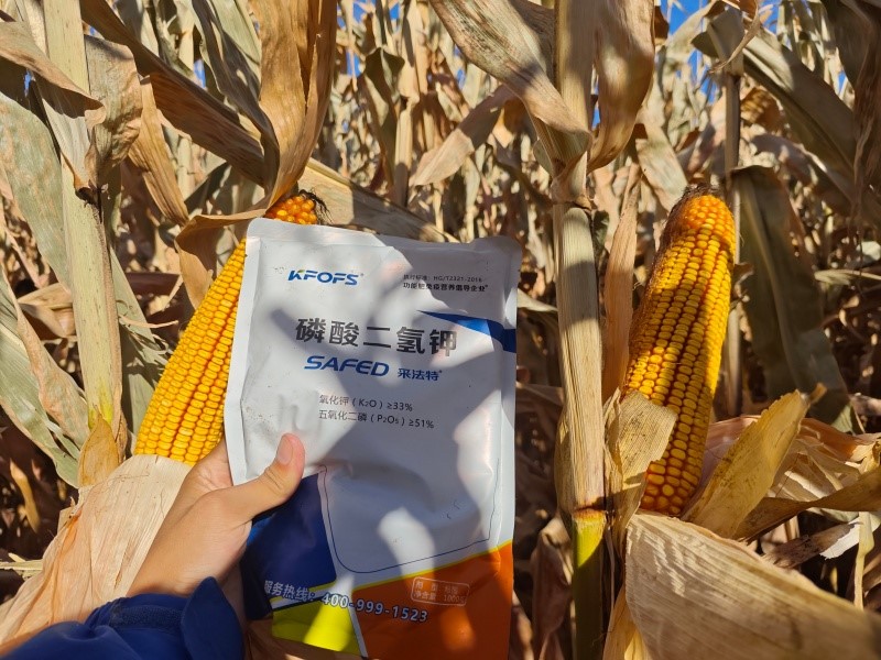 磷酸二氢钾怎么用-玉米用采法特磷酸二氢钾效果.jpg