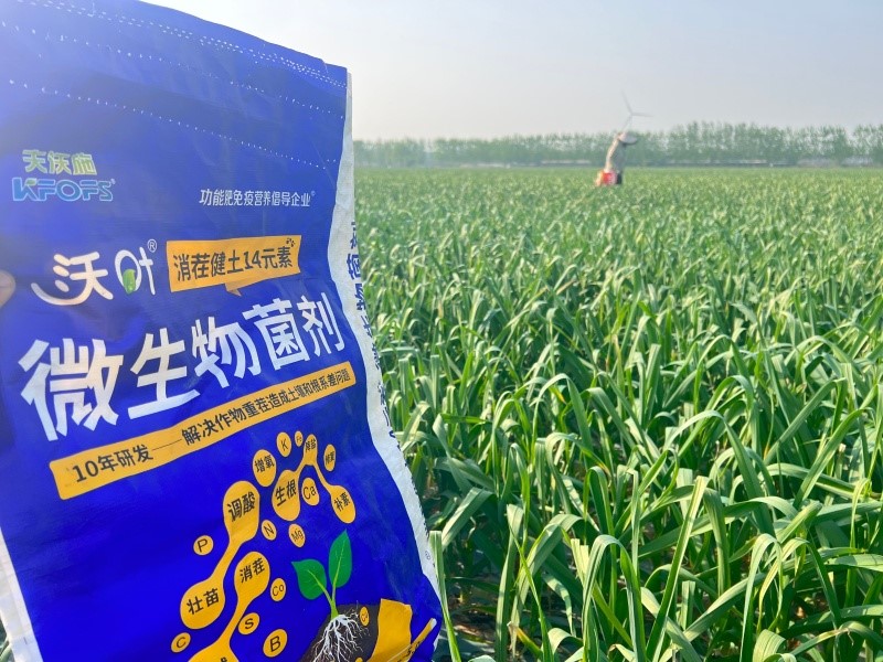 大蒜提苗养根肥要用功能性水溶肥 大蒜提苗养根肥要用功能性水溶肥
