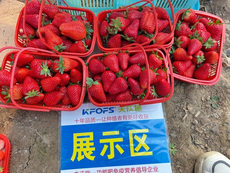 草莓施肥用什么肥料好 草莓施肥用什么肥料好