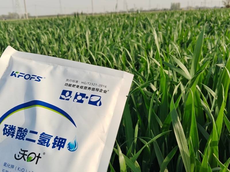 磷酸二氢钾的功效和作用-小麦效果.jpg