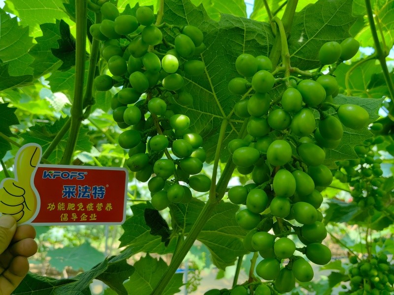 磷酸二氢钾巧用，葡萄控旺不用愁！