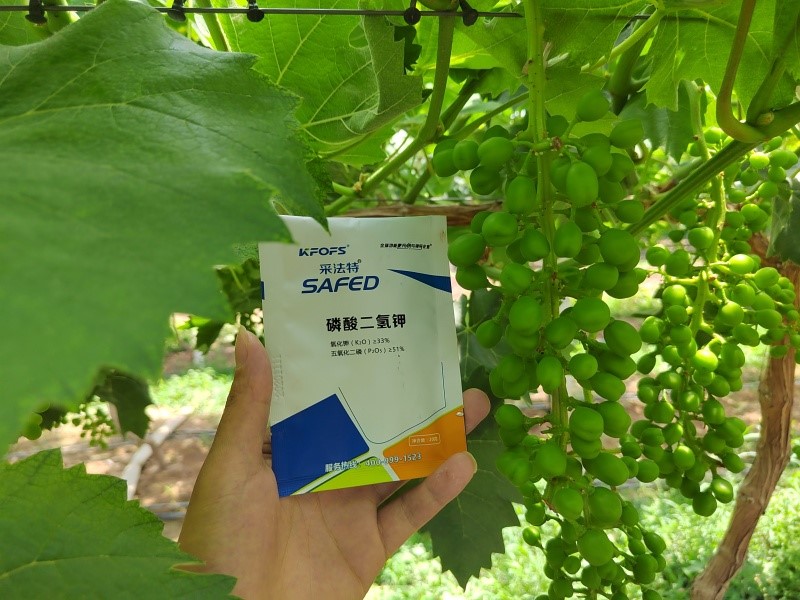 磷酸二氢钾-葡萄用采法特水溶肥效果1.jpg