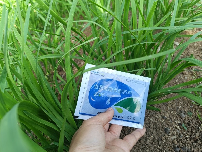 氨基酸水溶肥使用禁忌-韭菜.jpg
