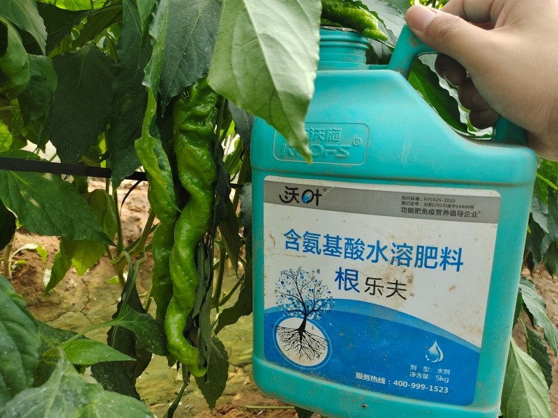 辣椒管理与施肥技术-辣椒用效果.jpg