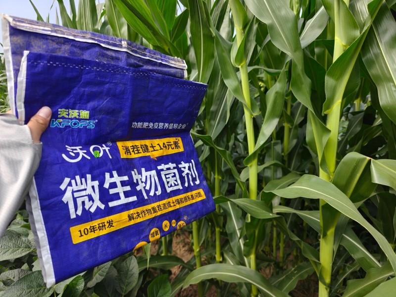 玉米底肥用什么肥-玉米效果1.jpg