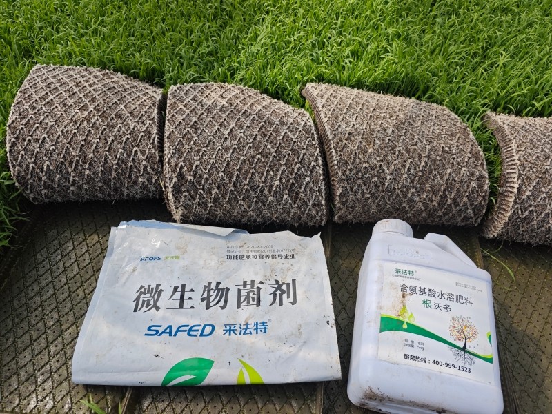 厄尔尼诺-采法特水溶肥水稻效果1.jpg