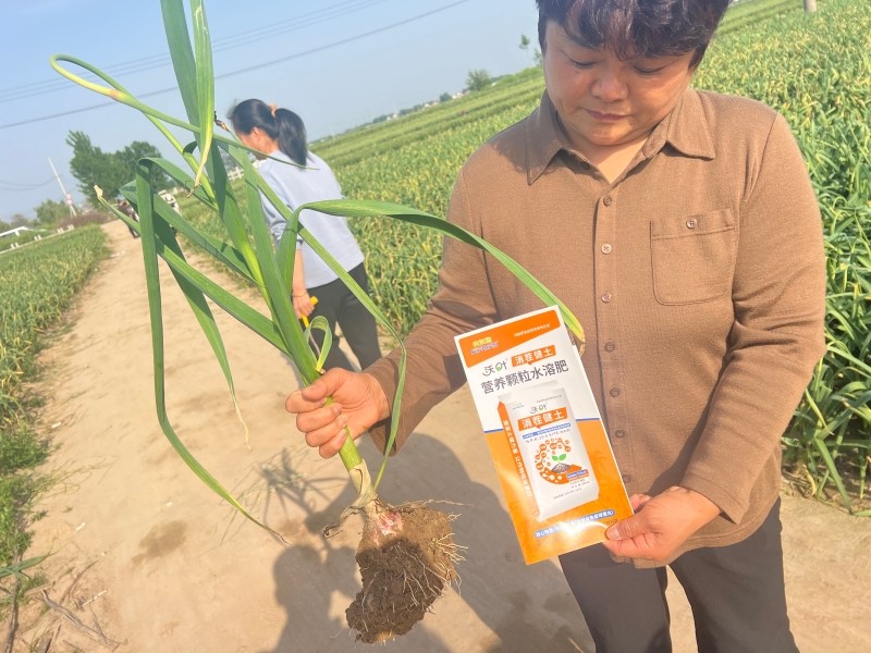 水溶肥用对，大蒜活杆成熟、高产提质不费力