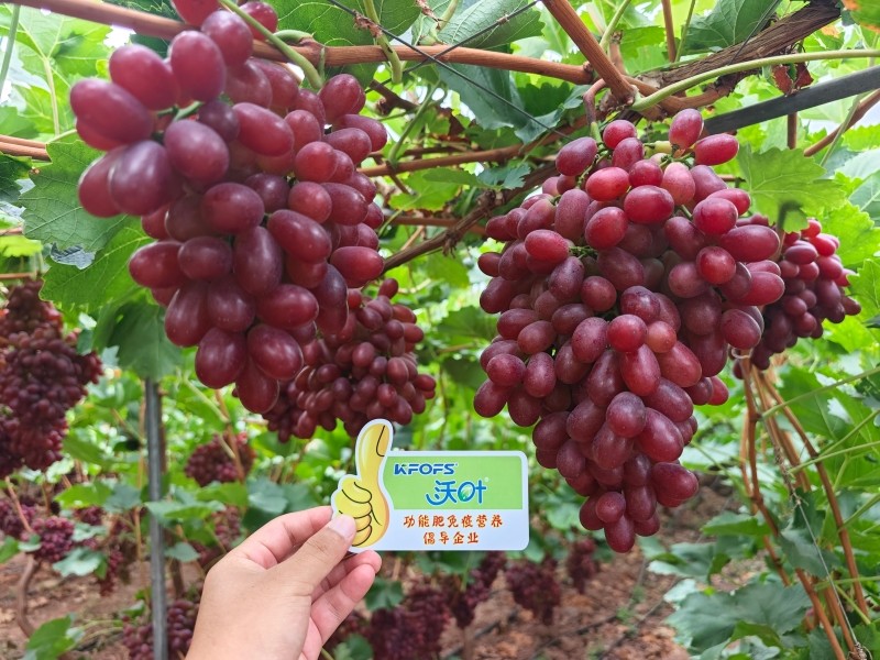 葡萄种植技术浅析