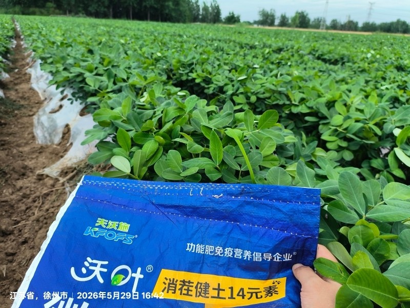 微生物菌剂调理花生苗壮，产量高