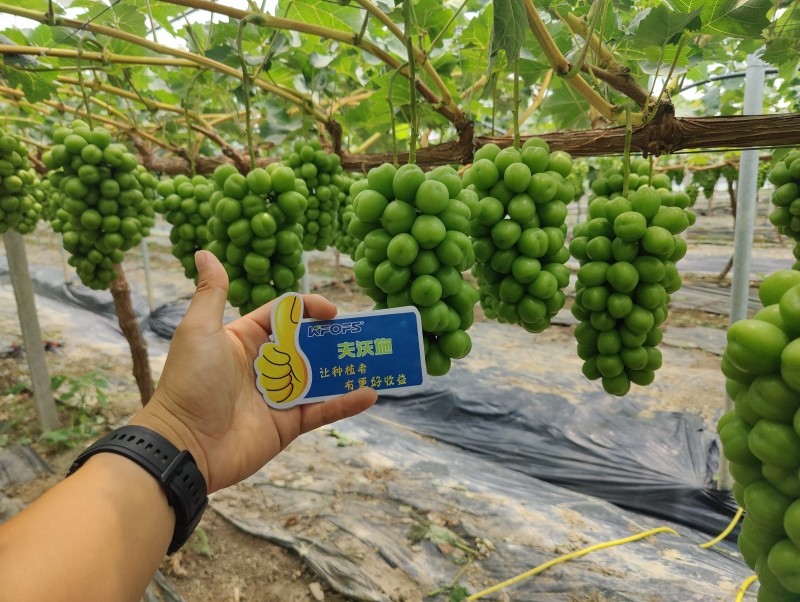 颗粒肥料怎么用？
