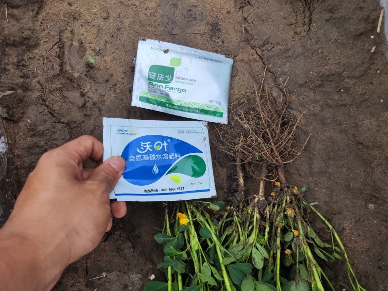 花生盛花期叶面肥用什么好-沃叶叶面肥 安法戈.jpg