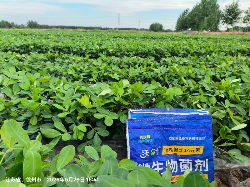 微生物菌剂破花生三大难题得高产