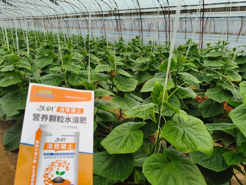 土壤-沃叶消茬健土颗粒肥黄瓜.jpg