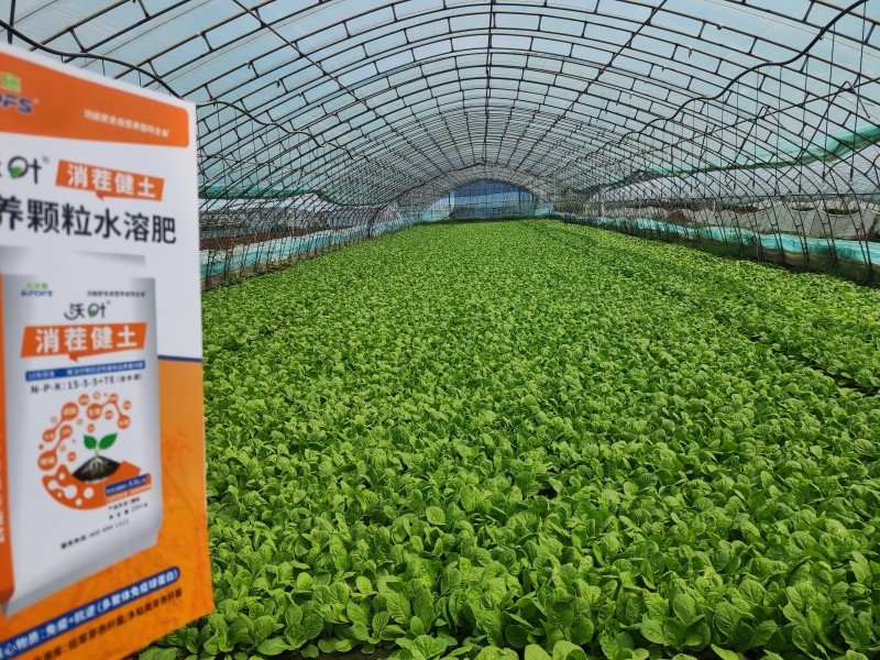 水溶肥-沃叶消茬健土颗粒水溶肥叶菜效果.jpg