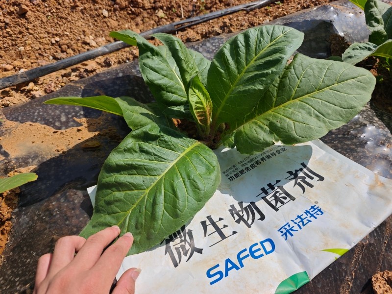 微生物菌肥的作用-采法特菌剂烤烟效果.jpg