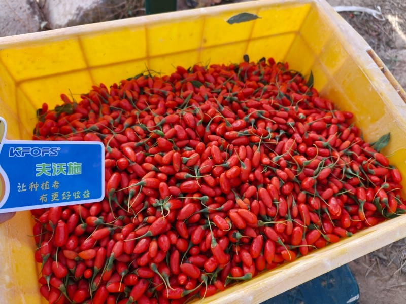 什么是水溶肥？