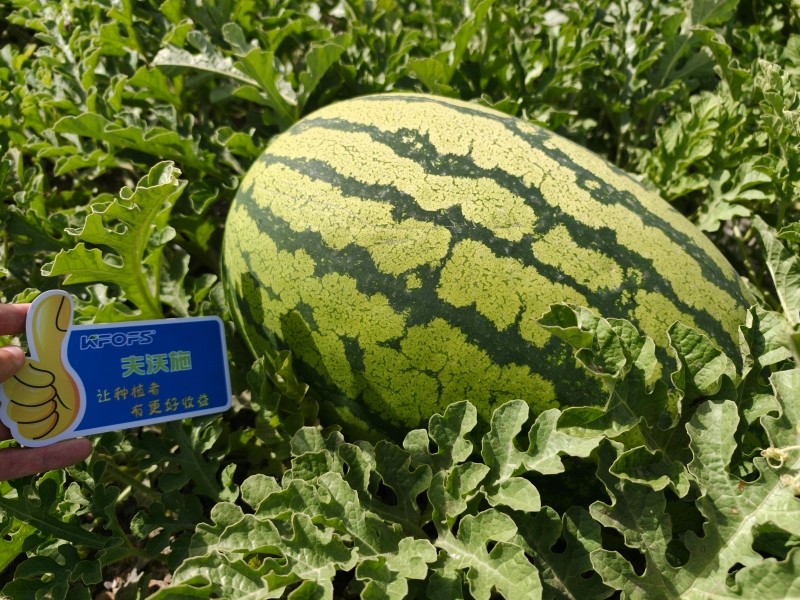 什么是水溶肥-夫沃施功能肥硒砂瓜效果.jpg