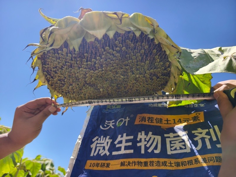 政策东风来袭，微生物肥料替代提速，夫沃施沃叶消茬健土系列助力农业绿色转型