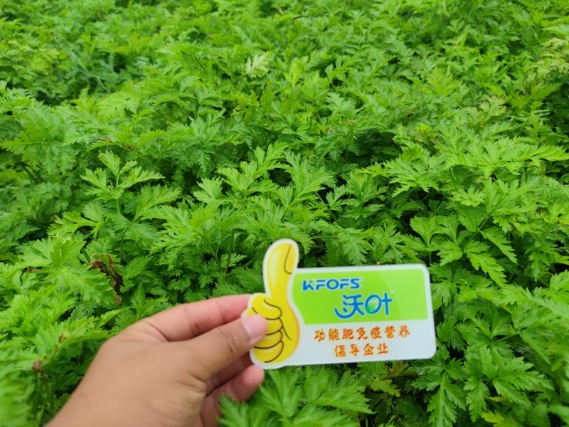 微生物菌剂如何调理药材板结缺氧难题