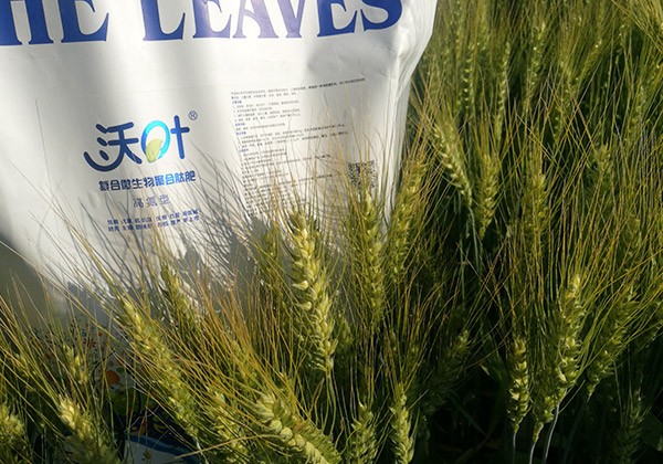 小麦专用肥施肥方案-沃叶篇