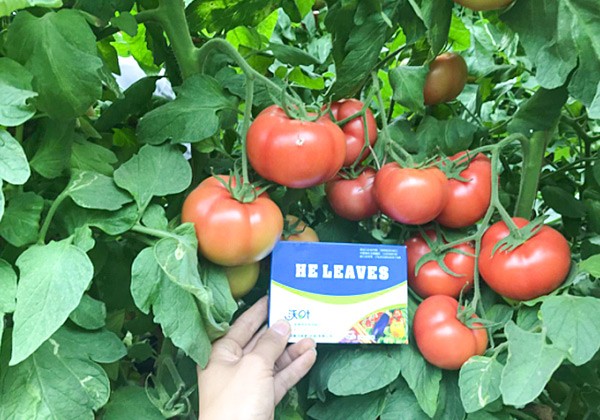 番茄冲施肥的施肥方案-沃叶篇