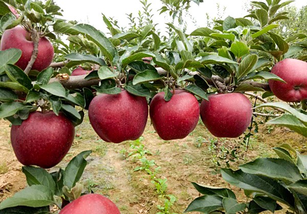 苹果果树叶面肥高产施肥方案-沃叶篇