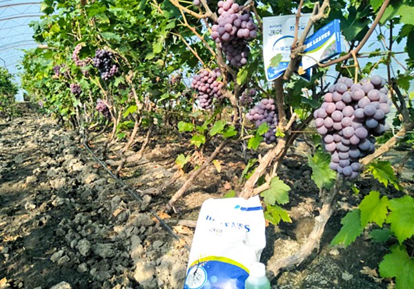 葡萄专用肥施肥方案-沃叶篇