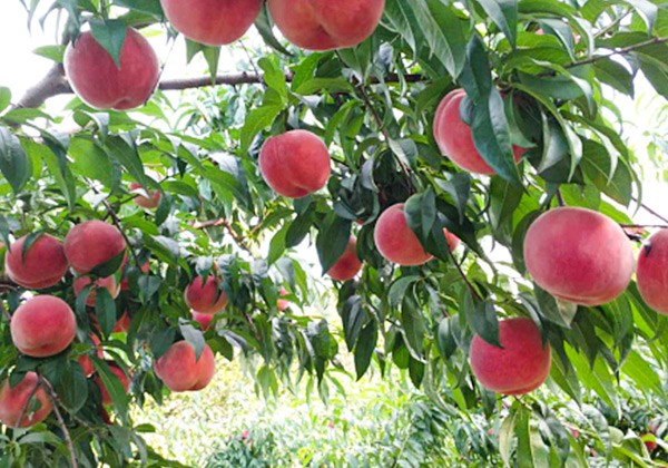 桃树专用肥施肥方案-沃叶篇